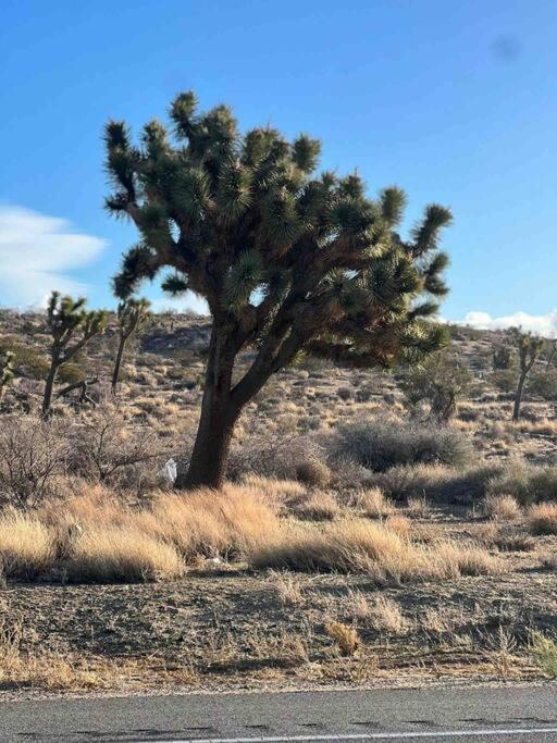 Joshua Tree National Park - Cozy Palms Getaway Lejlighed Twentynine Palms Eksteriør billede